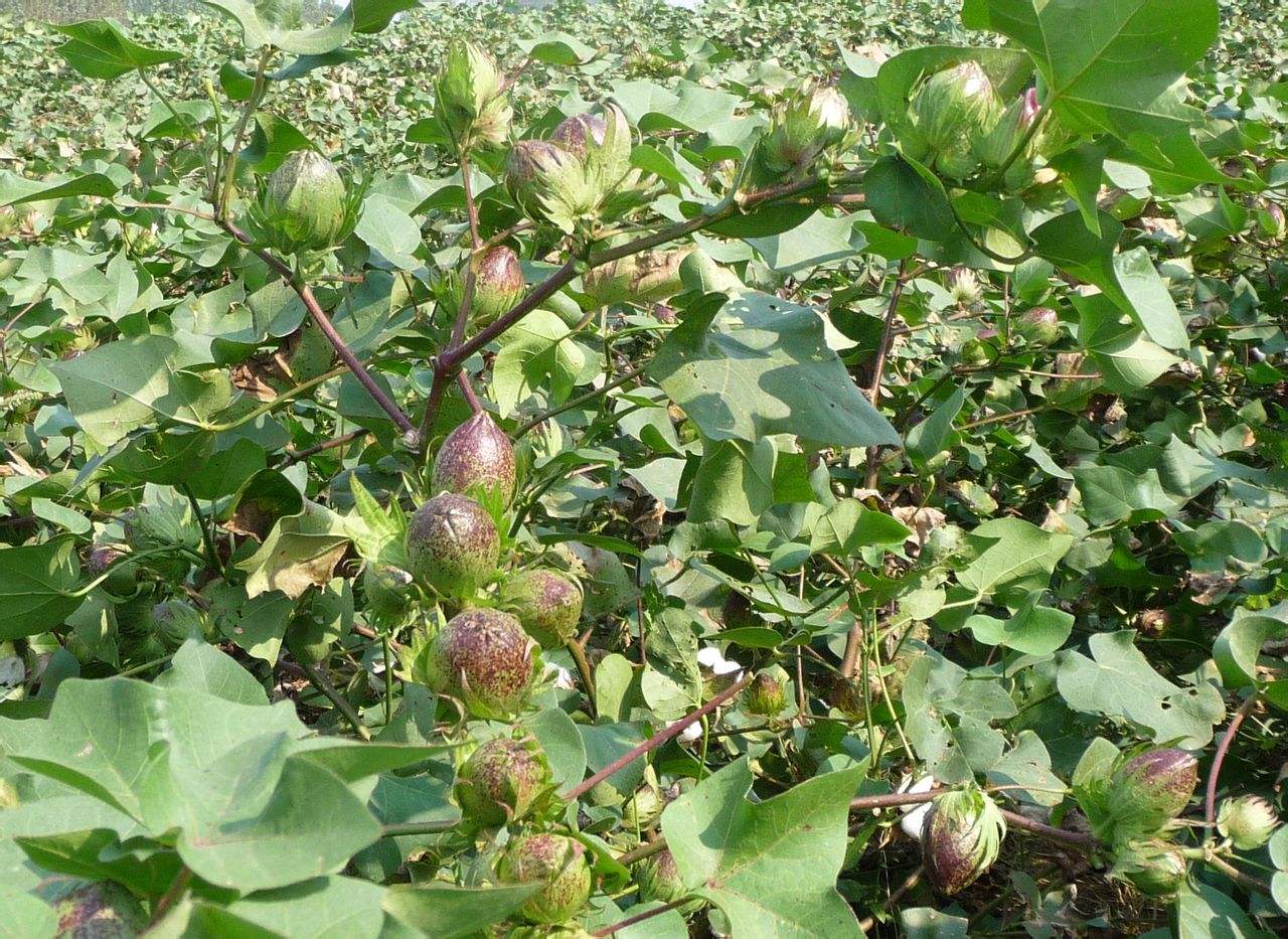 果樹為什么要疏花疏果